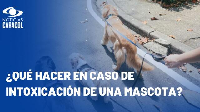 Tenga cuidado con los alimentos propios de época decembrina que pueden afectar a su mascota Tenga cuidado con los alimentos propios de época decembrina que pueden afectar a su mascota