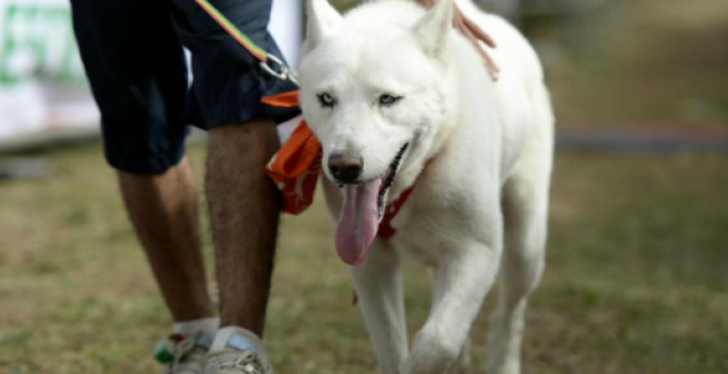 277780_BLU Radio. Mascota (referencia) // Foto: AFP