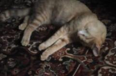 Denuncian presunto envenenamiento masivo de mascotas en Floridablanca.