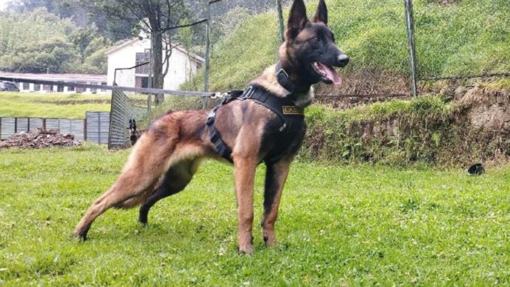 Apareció Wilson_ Imágenes del perro que halló a los niños en Guaviare ilusionan a los colombianos Apareció Wilson_ Imágenes del perro que halló a los niños en Guaviare ilusionan a los colombianos