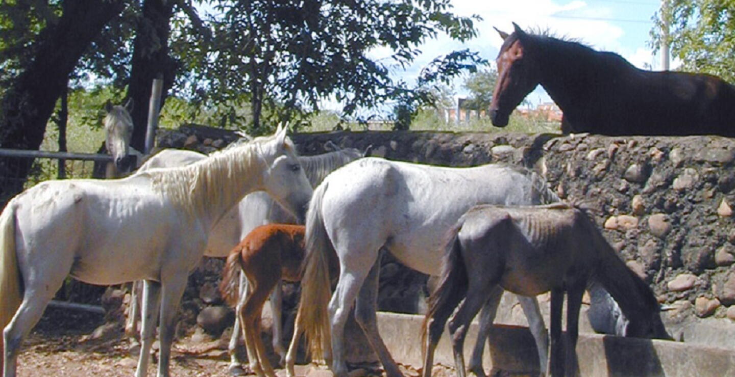 273713_Foto: Referencia Caballos ICA