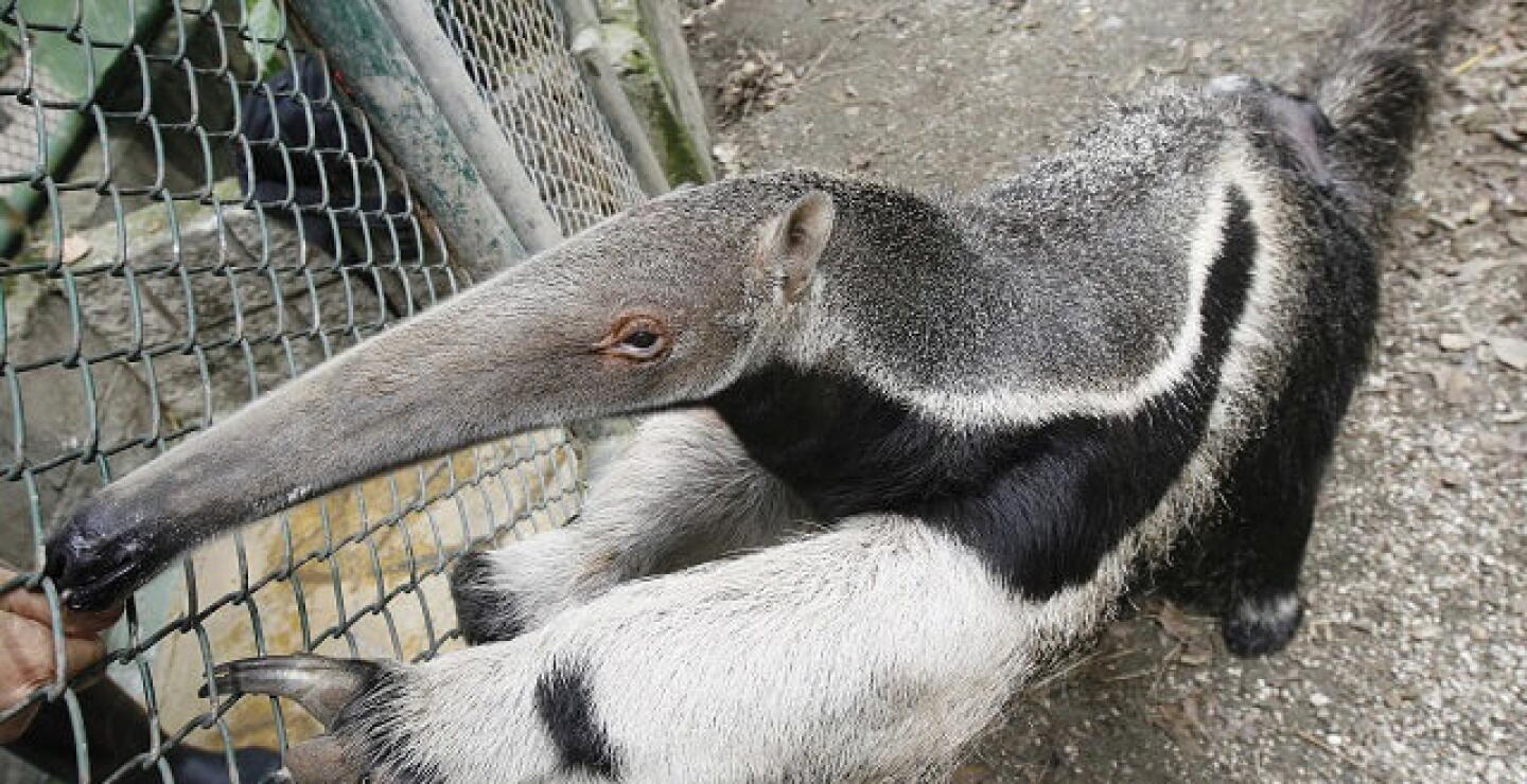 zoologico_animal.jpg