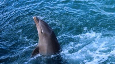 Delfines