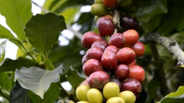 El precio del café colombiano alcanzó un máximo histórico