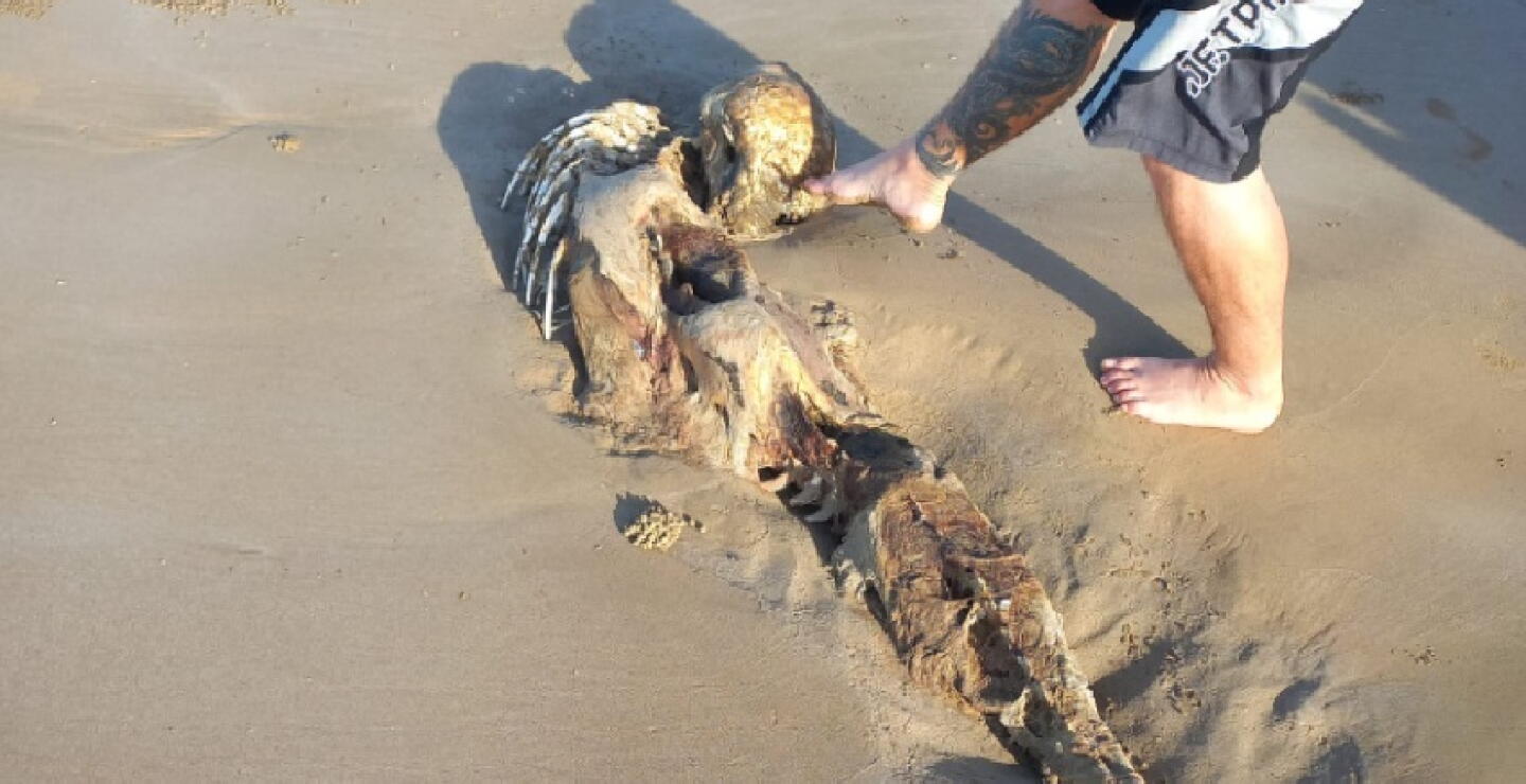 ¿El esqueleto de una sirena? Curioso hallazgo en una playa generó conmoción en redes