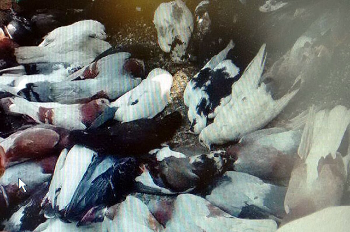 050315-palomas-muertas.jpg