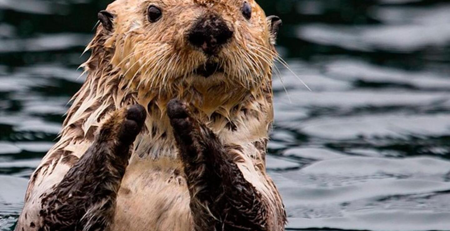 Esta nutria de mar fue captada en el Kodiak National Wildlife Refuge en Alaska.