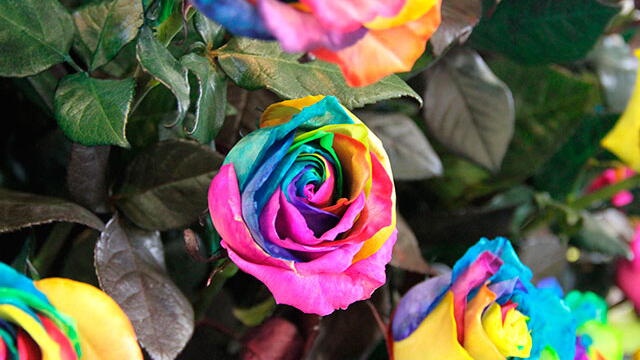 Flores colombianas muestran su belleza a compradores internacionales en Proflora