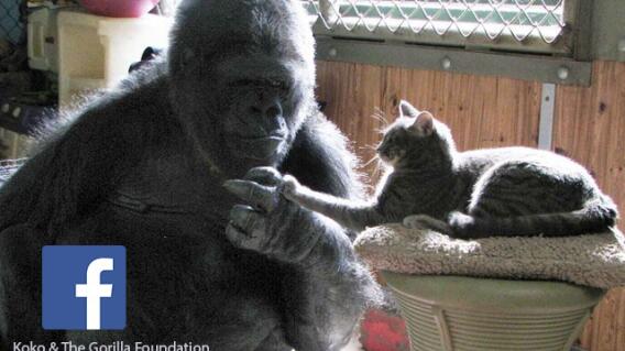 koko2.jpg