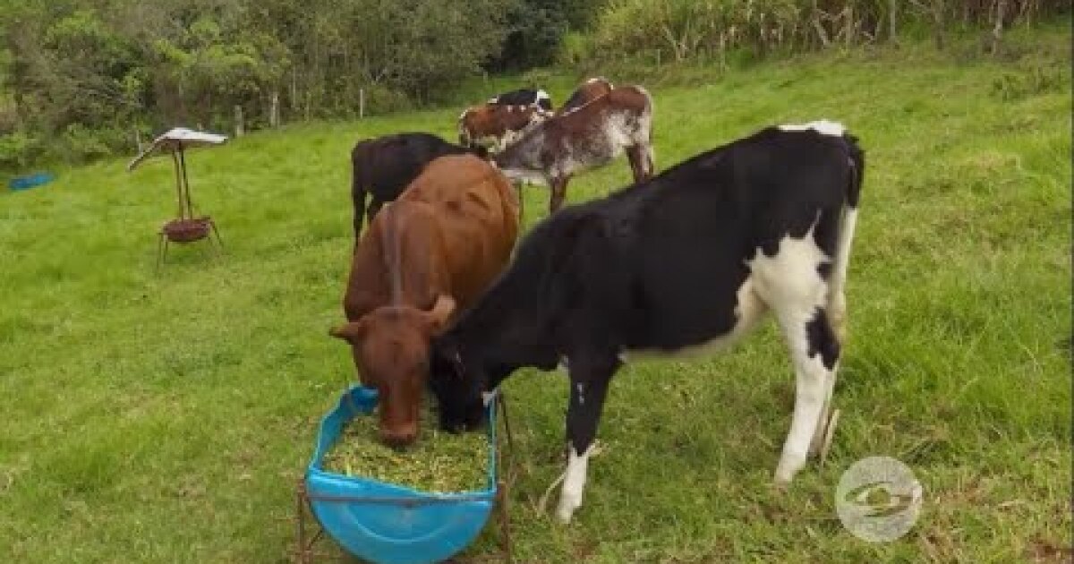 Vigor híbrido Aprenda qué es y cuáles son sus beneficios en el cruce