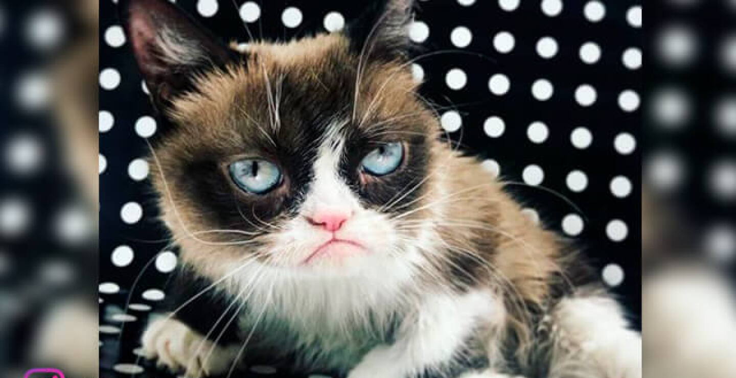 grumpy-cat.jpg