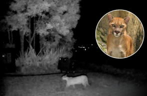 Puma es visto en La Calera