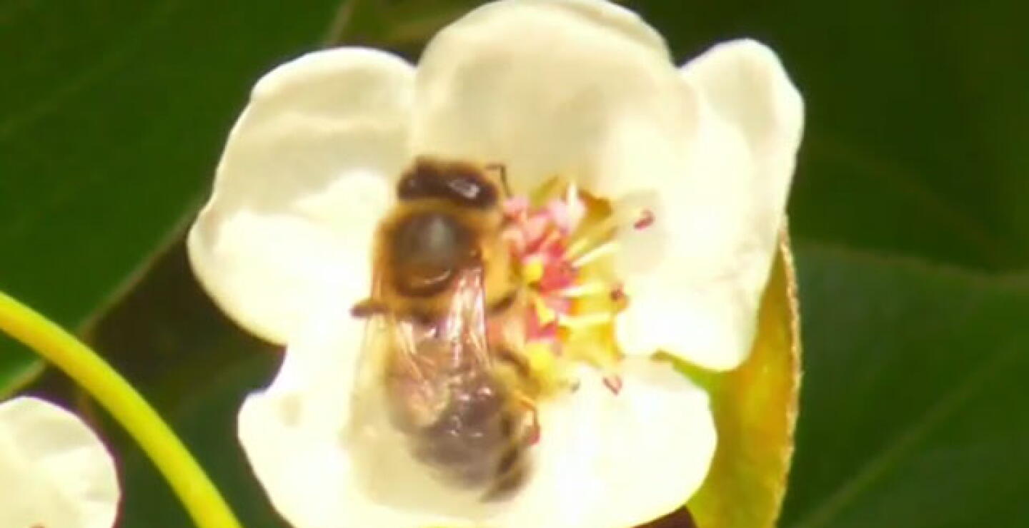 abeja.jpg