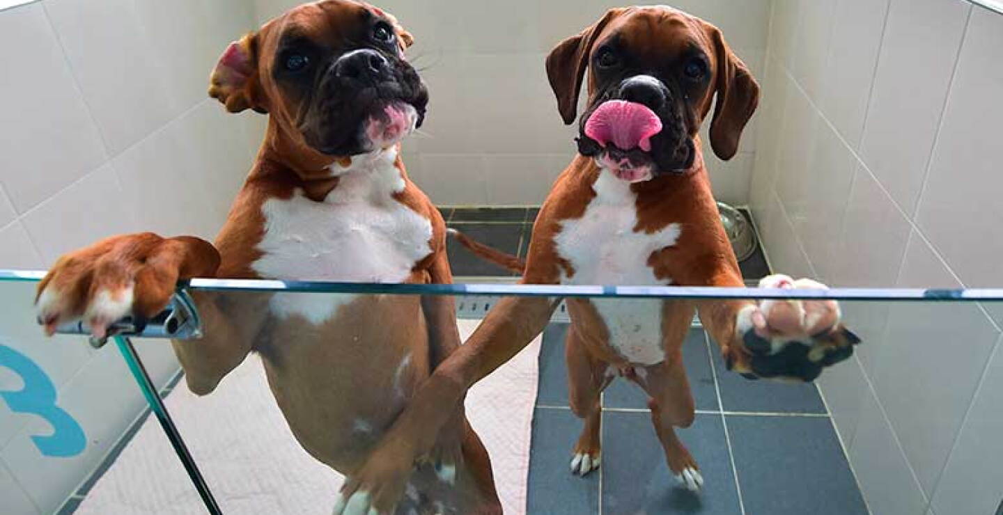 Los clones no son baratos, pero al menos sus amos saben exactamente por lo que han pagado: un perro idéntico al que un día perdieron.