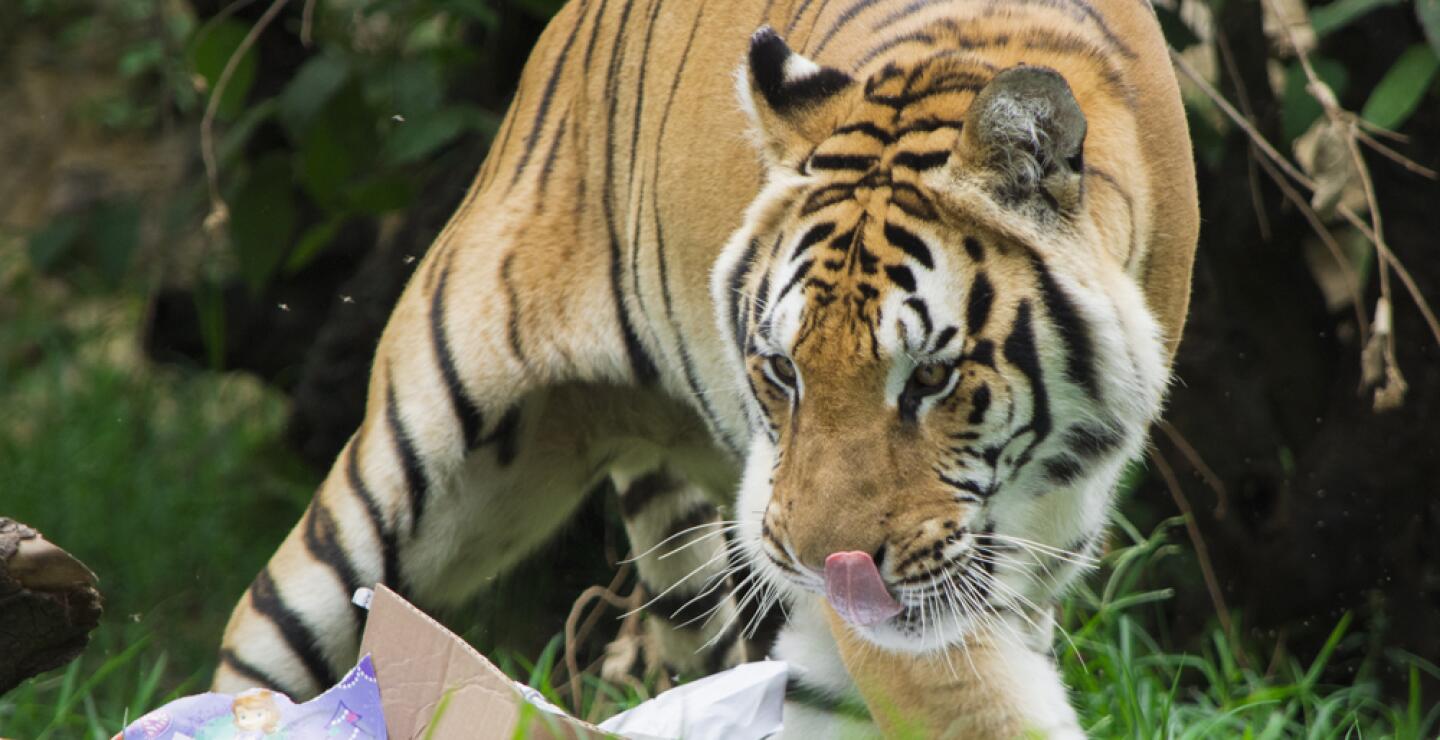 275572_Foto: Zoólogico de Cali