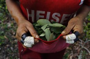 "Si no fuera por la hojita de coca no habría comida", dice Rúa, de 42 años, mientras extrae las hojas elipsoidales de los arbustos con sus manos abundantes en ampollas y callos causados por la fricción del vegetal. 