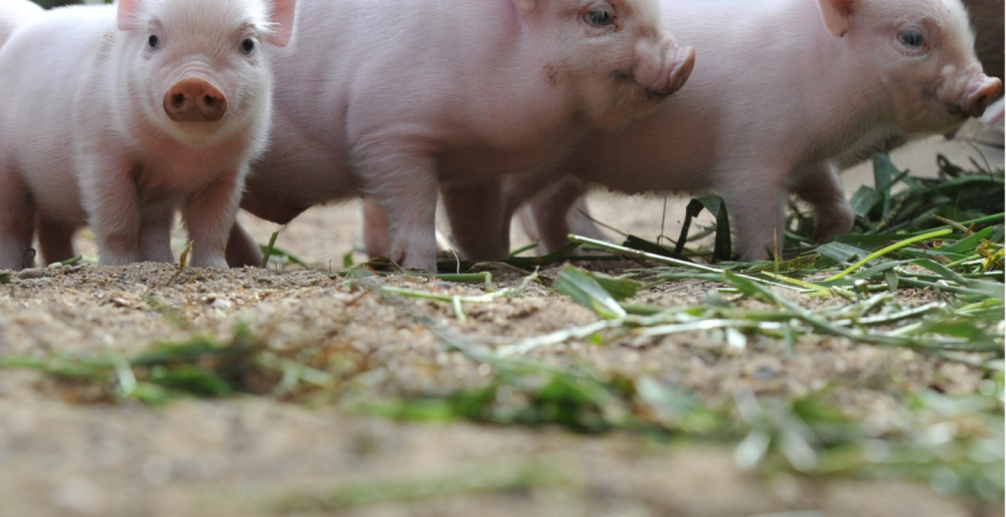 315488_Blu Radio. Mini Pig. Foto: AFP