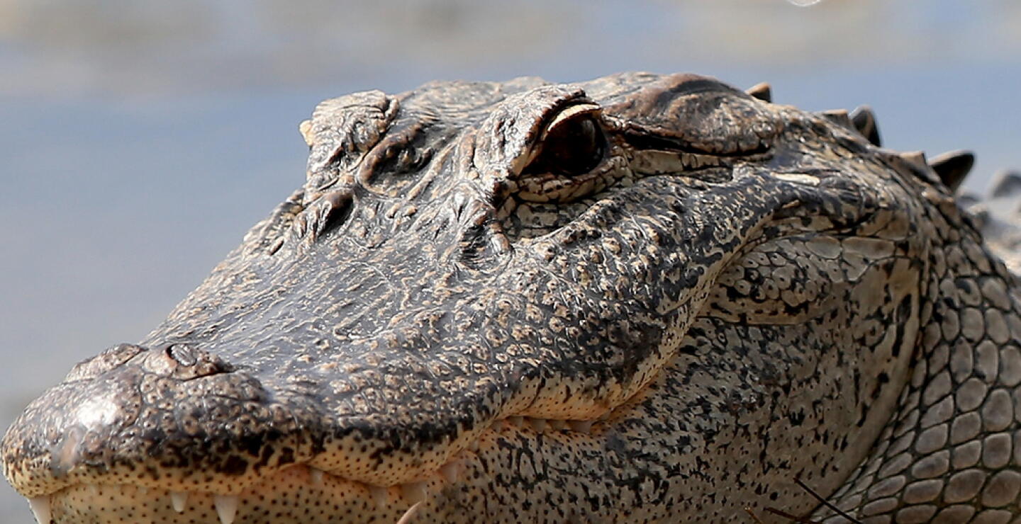 Cocodrilo / Foto: Referencia AFP