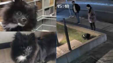 Denuncian robo de perro mientras lo paseaban en el norte de Bogotá: así fue el momento