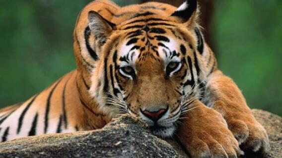 Imagen referencial, tigre Imagen referencial, tigre