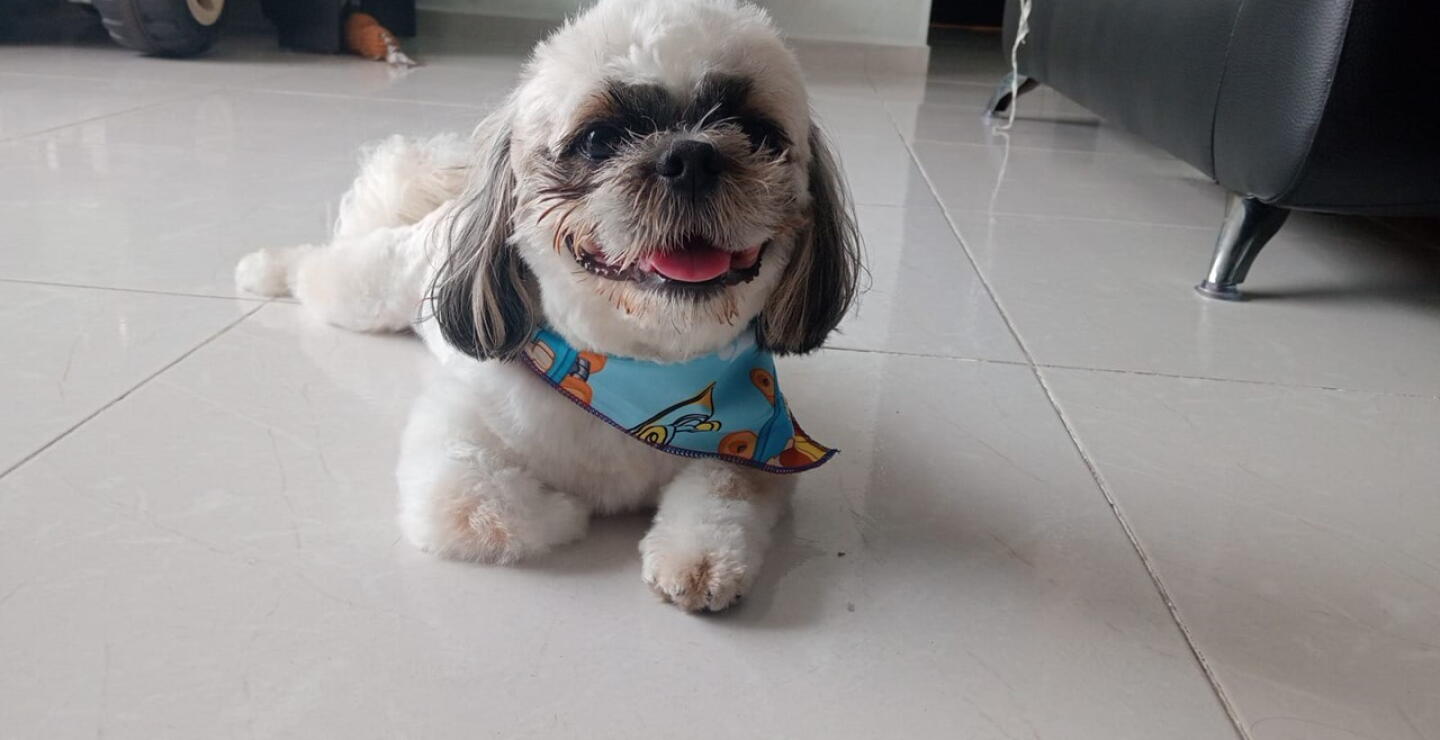 El calor extremo también pone en riesgo a las mascotas