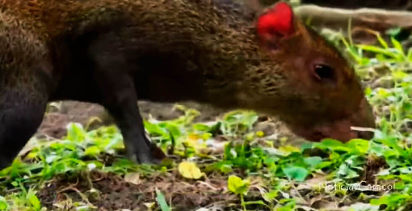 animales-cuarentena.jpg