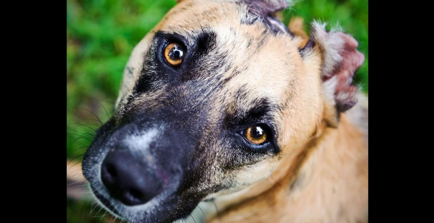Esta es Susie, hace cinco años era una cachorrita moribunda en las calles. Fue descubierta por un hombre en Carolina del Norte en un parque. Había sido víctima de un maltrato atroz. 