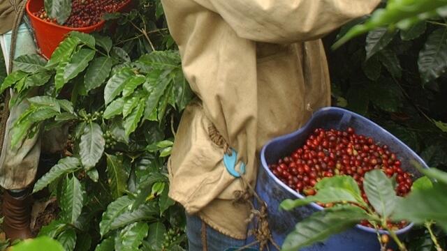Temor en el Cauca por pérdida de cultivos a causa de falta de mano de obra 