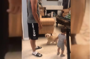 316489_Blu Radio // Perrito viral en redes // Foto: Captura Video Facebook ViralSnare