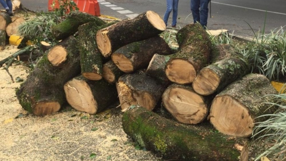 351842_BLU Radio. Tala de árboles en Túnel Verde // Foto: BLU Radio