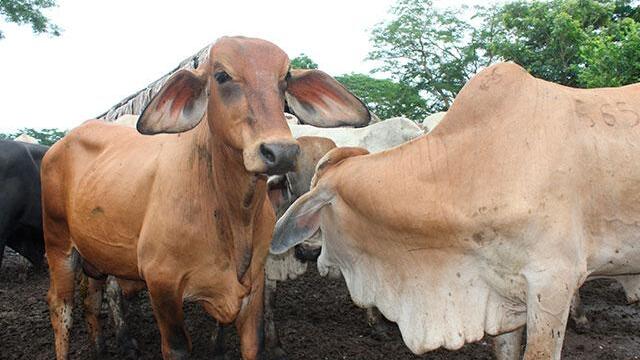 Aftosa: recompensa para quien informe sobre ingreso ilegal de carne desde Venezuela