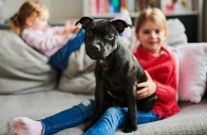 379117_perritook.jpg