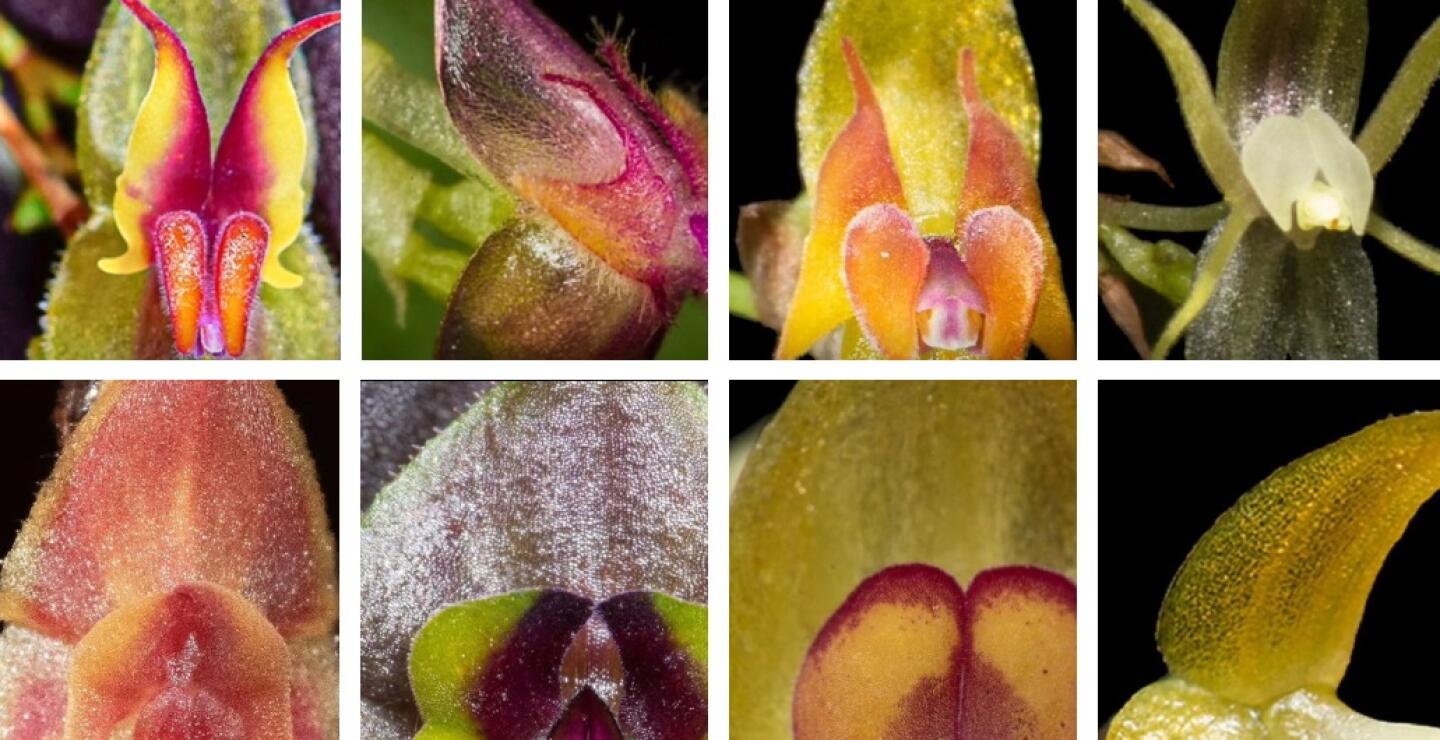 Descubren ocho orquídeas en Cali y las nombran en honor a importantes mujeres colombianas