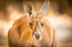 13151_La Kalle - Muere el canguro Roger - Getty Images