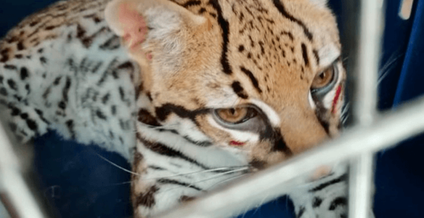ocelote.png