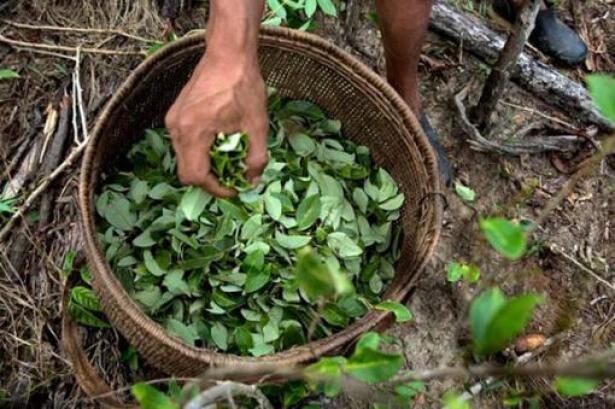 47007_Hoja de coca - Foto: Centro de Memoria