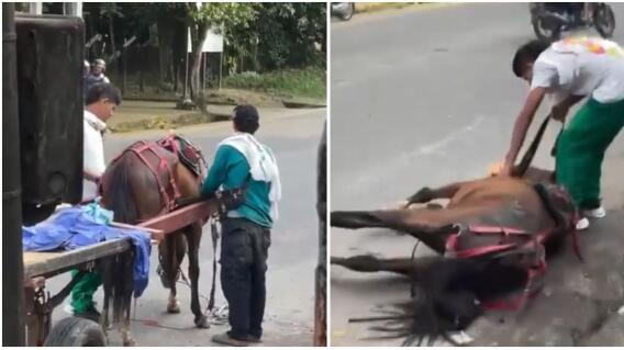 Caballo murió mientras era utilizado como transporte, en Caquetá: indignante video
