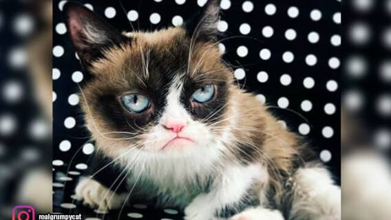 grumpy-cat.jpg