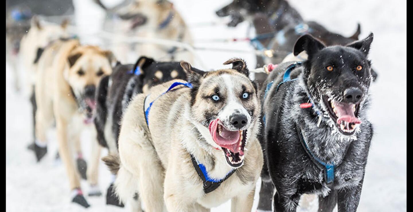 En 1925 una epidemia de difteria amenazaba gravemente a la ciudad de Nome. 