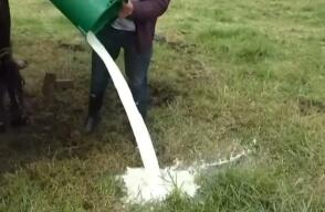 A campesinos productores de leche les pagan el litro a $1.500 y han tenido que botarla