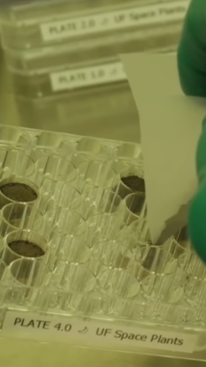 Científicos logran cultivar plantas en suelo lunar