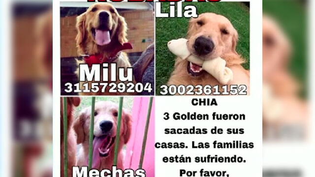 “Lo soltaron y se lo llevaron”: alarma por aumento de robo de perros en Bogotá