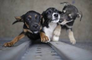 mascotas.jpg mascotas.jpg