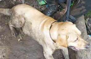 Militares asesinados en Antioquia no contaban con perros antiexplosivos hace dos meses