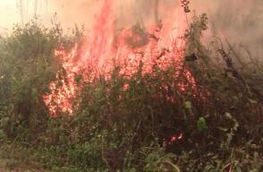 277508_Foto incendios forestales- BLU Radio