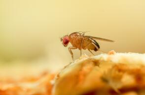 Científicos diseñan moscas de la fruta capaces de reproducirse sin necesidad de un macho 