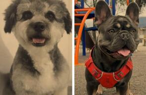 Estos dos perros están desaparecidos en Bogotá: uno de ellos fue robado desde su hogar