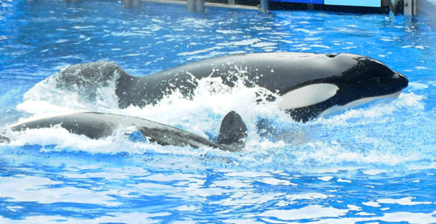 orca_0.jpg