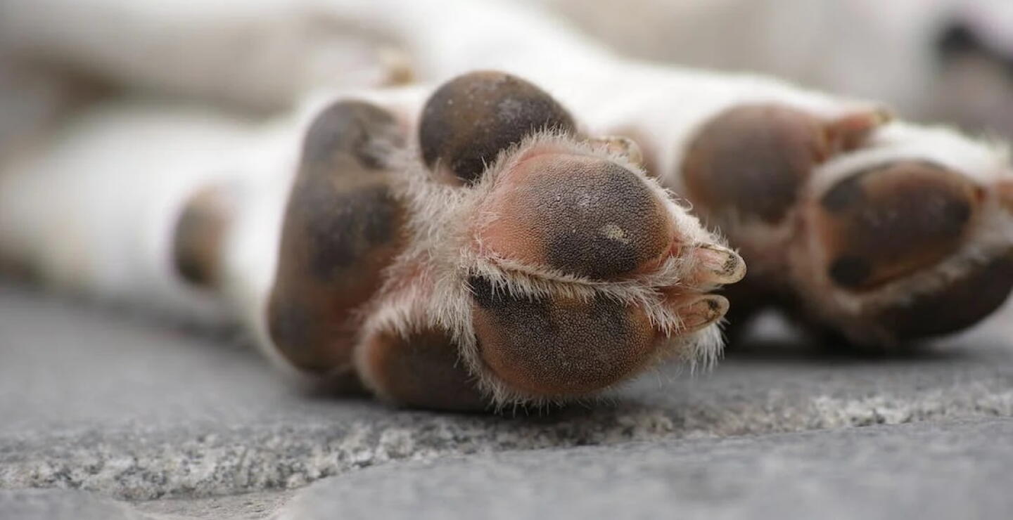 Papás de bebé al que mató un perro en Cota “habían salido temprano a laborar, son de bajos recursos”