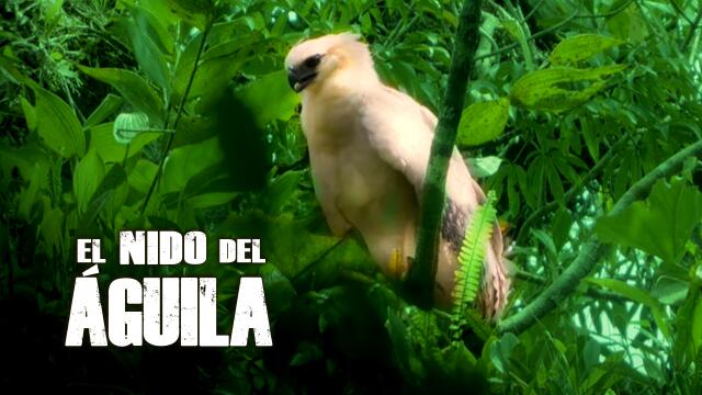 Águila arpía Águila arpía
